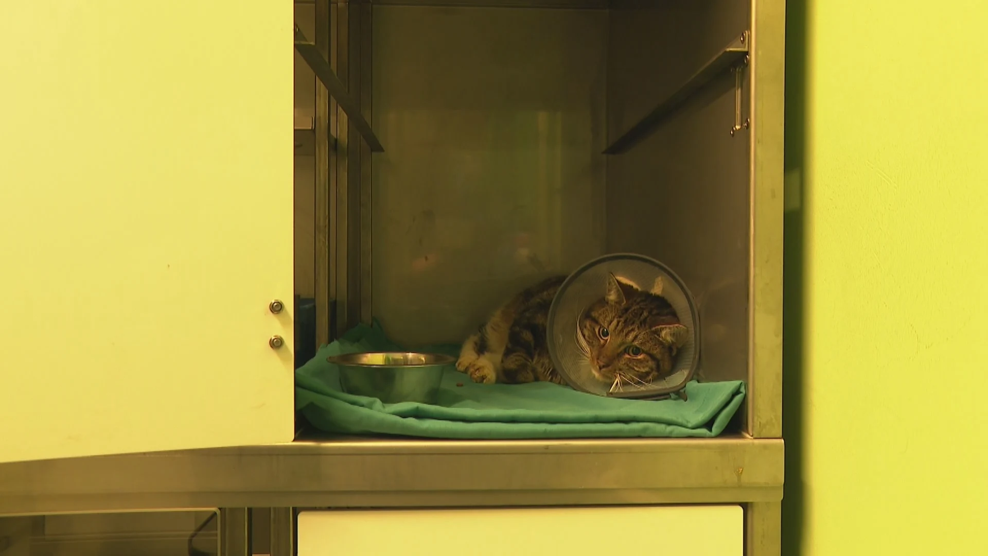 Kater Comet is nog steeds angstig na mogelijke mishandeling met vuurwerk