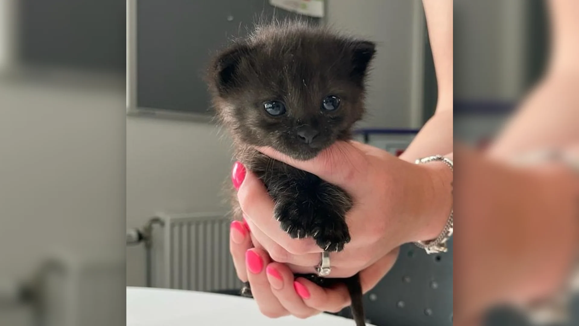 Kitten Simba gered na muurvast te hebben gezeten in spouwmuur
