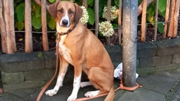 Hond vastgebonden aan lantaarnpaal achtergelaten in Zuidlaren