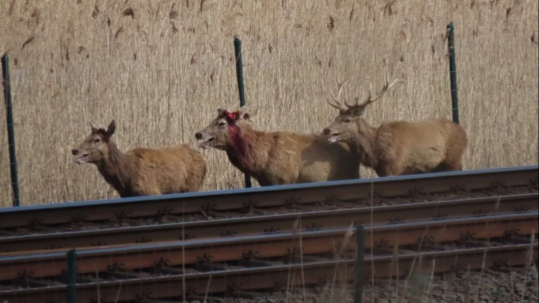 Ontsnapte herten leggen treinverkeer stil