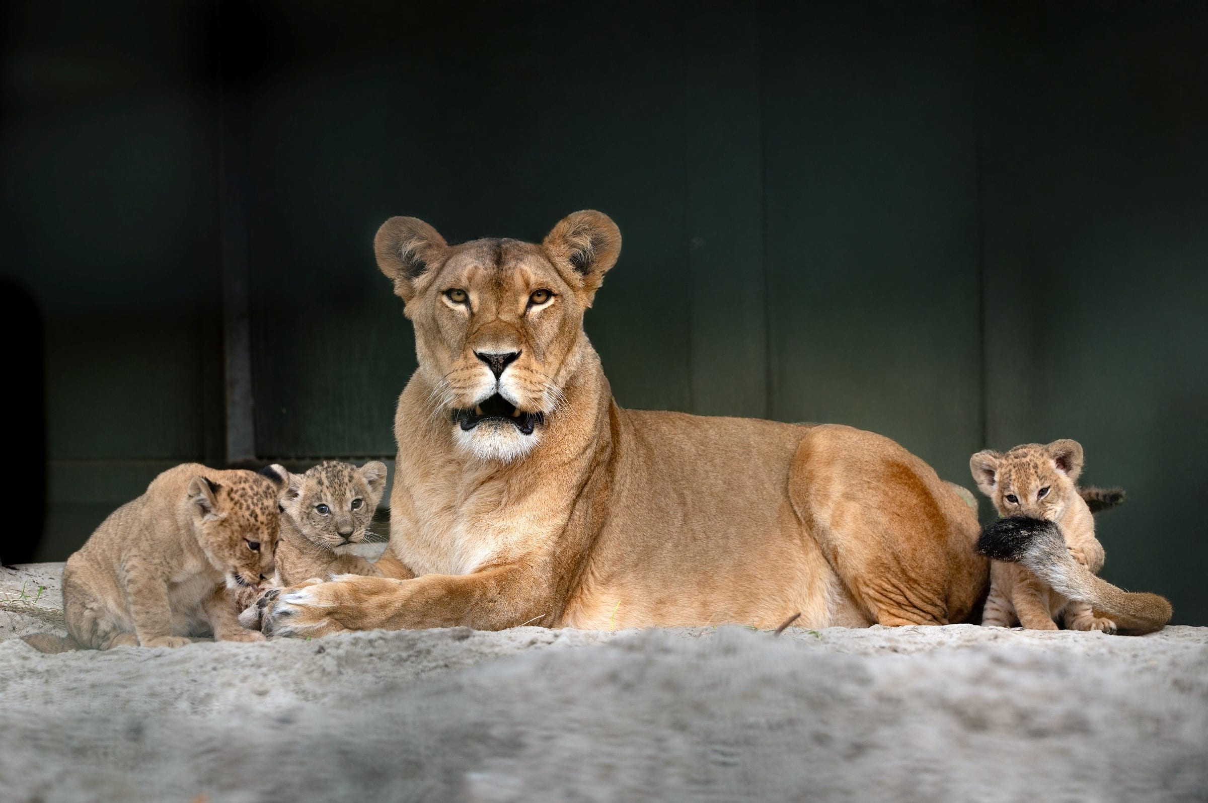 Roze of blauwe muisjes voor pasgeboren leeuwtjes Wildlands?