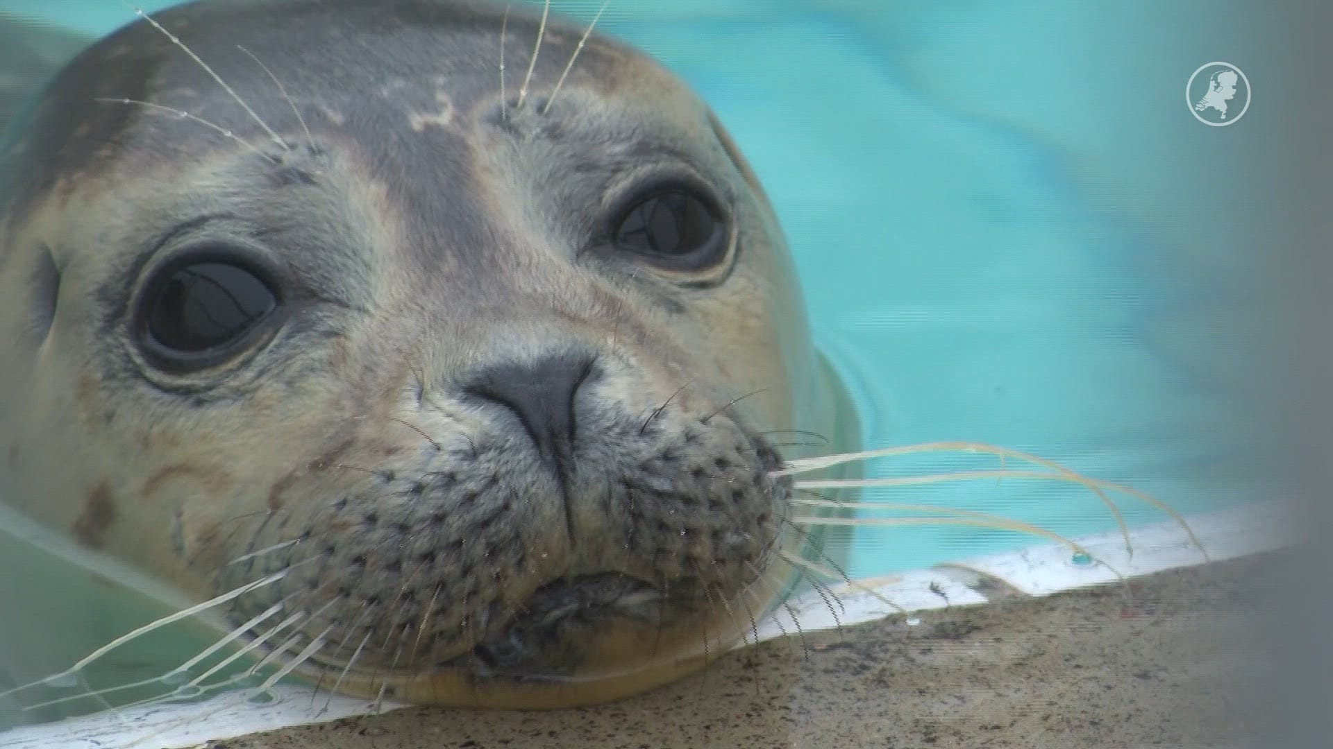 Nog zeehondjes zien in Pieterburen? Schiet dan op, de verhuizing staat voor de deur