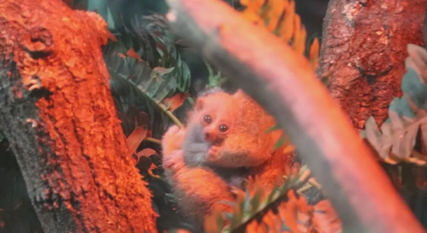 ZIEN: giftige plompe lori-tweeling geboren in DierenPark Amersfoort