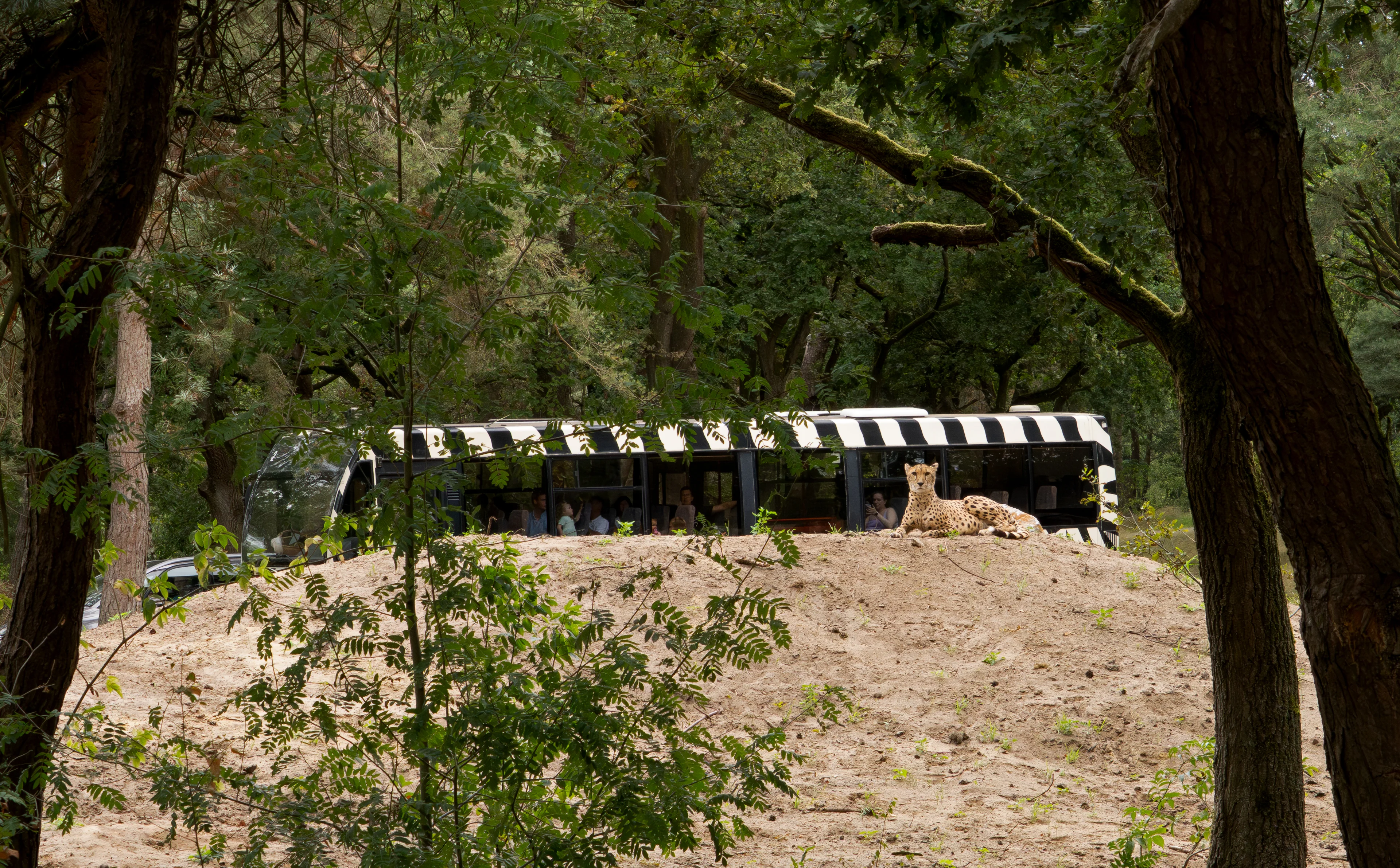 Bezoekers Beekse Bergen kunnen weer cheeta’s spotten tijdens autosafari