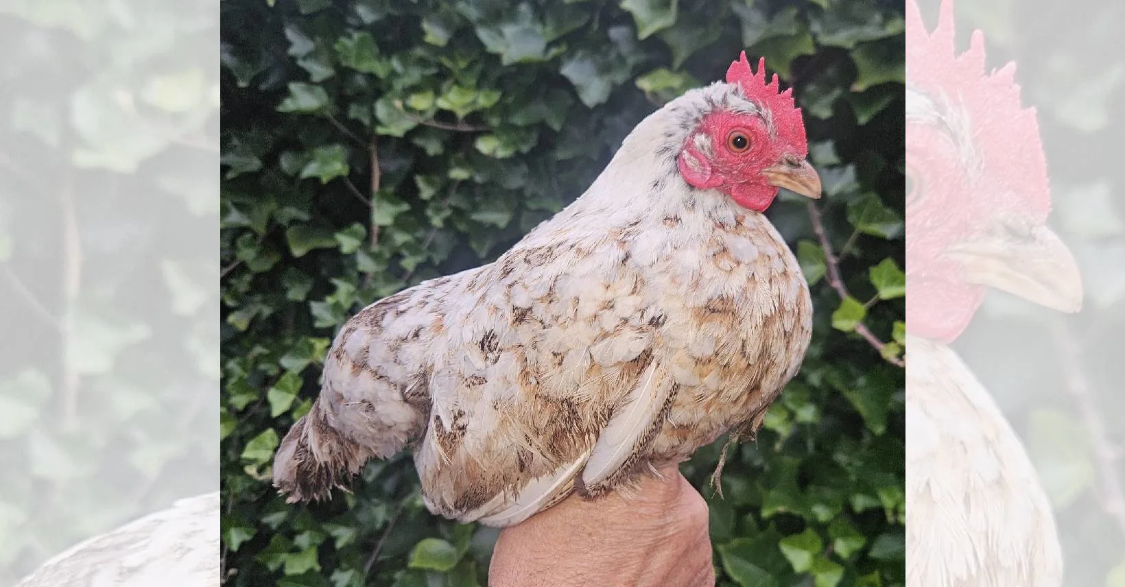 Kippen gedumpt langs weg in Tijnje: ‘Harteloos en strafbaar’