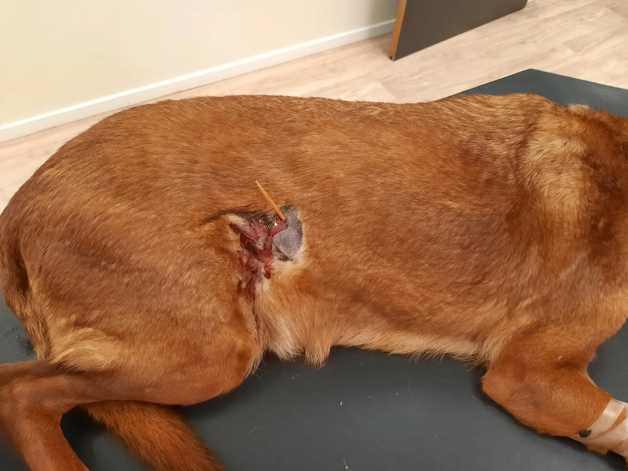 Bizar: ingeslikte satéprikker steekt uit lijf van hond