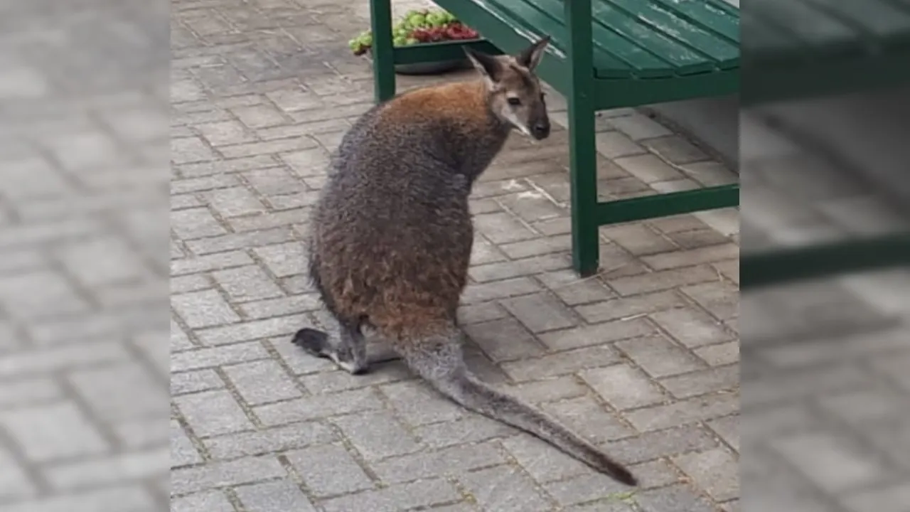 Politie rukt twee keer uit voor ontsnapte wallaby