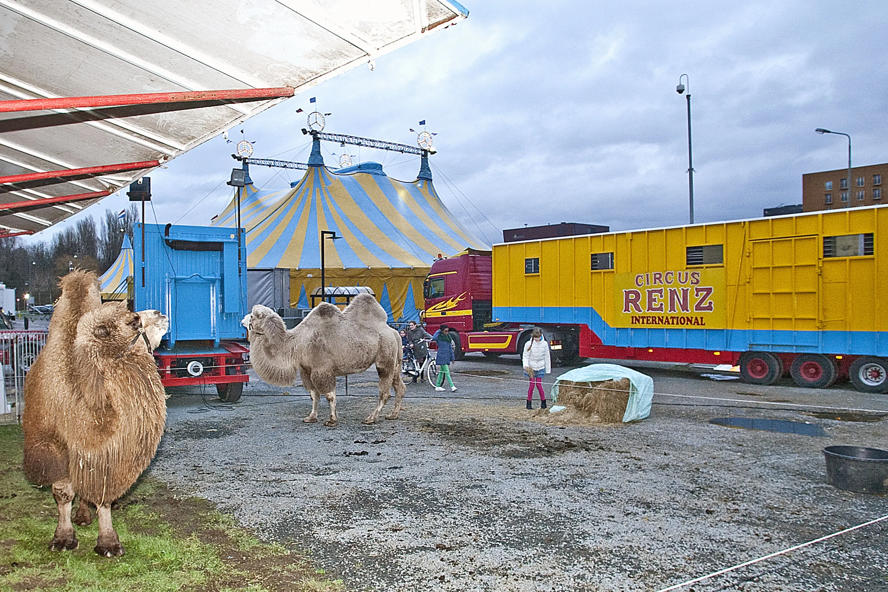 'Circusbroers Renz aangehouden voor poging tot moord'