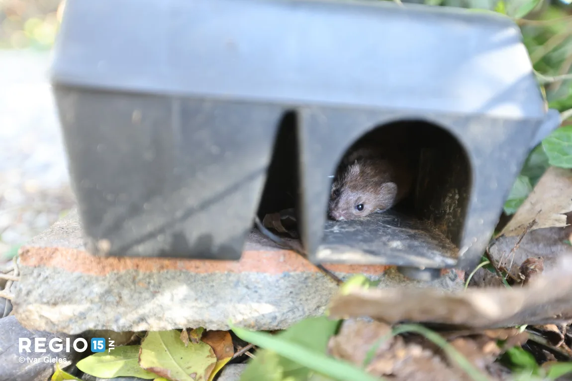 Piepende wezel bevrijd uit rattenval in Rijswijk