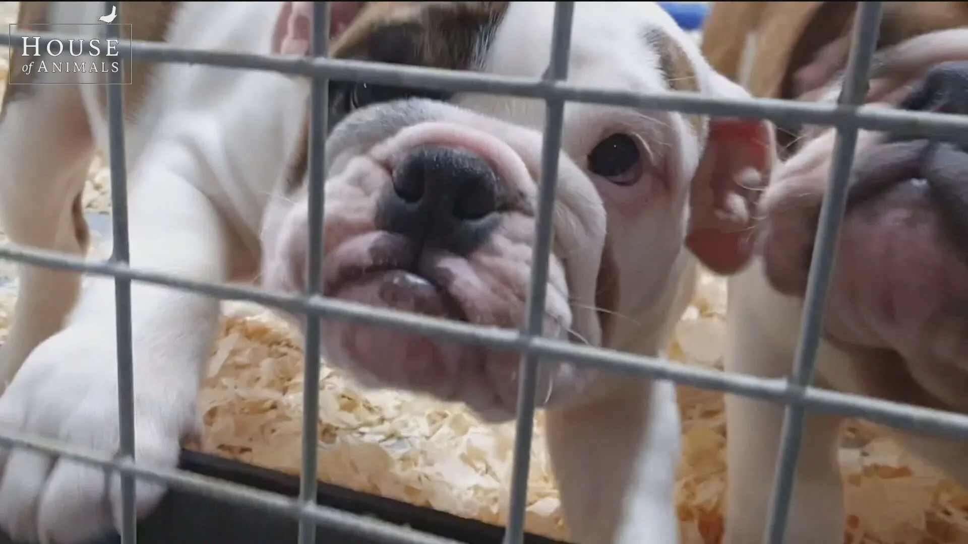 Aangifte tegen Marktplaats voor faciliteren illegale puppyhandel