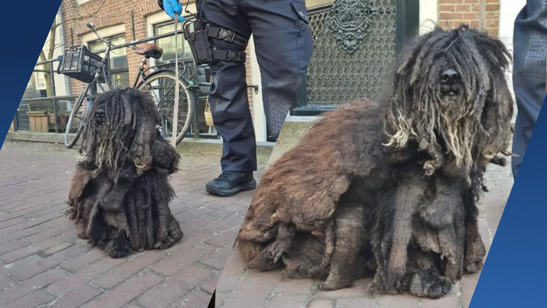 Politie redt ernstig verwaarloosde hond in centrum Amsterdam
