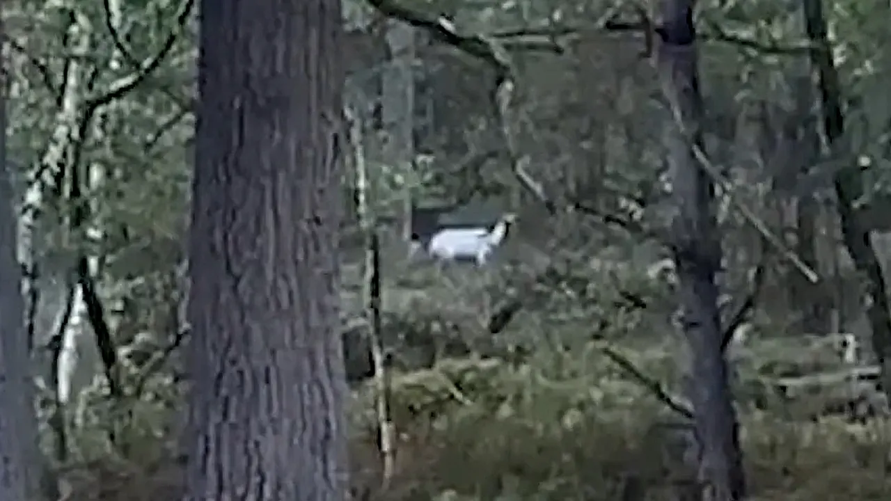 Fotograaf Frank spot zeldzaam wit hert in Vaassen: 'Ik ben meteen gaan filmen'