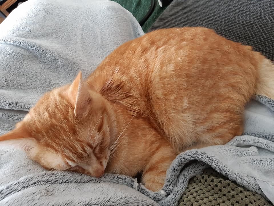 Kater Memphis zoveelste slachtoffer Hedelse 'kattenschieter': beloning voor gouden tip