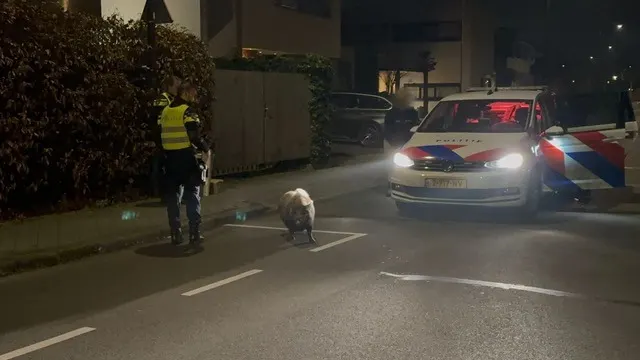 ZIEN: Ontsnapt zwijntje dwaalt door Maastricht en geniet van vrijheid