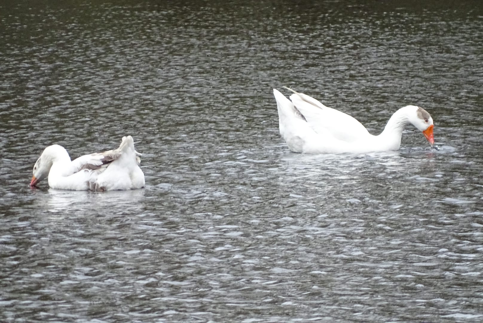 Verwaarloosde Vindicat-ganzen dobberen weer vrolijk rond op geheime locatie