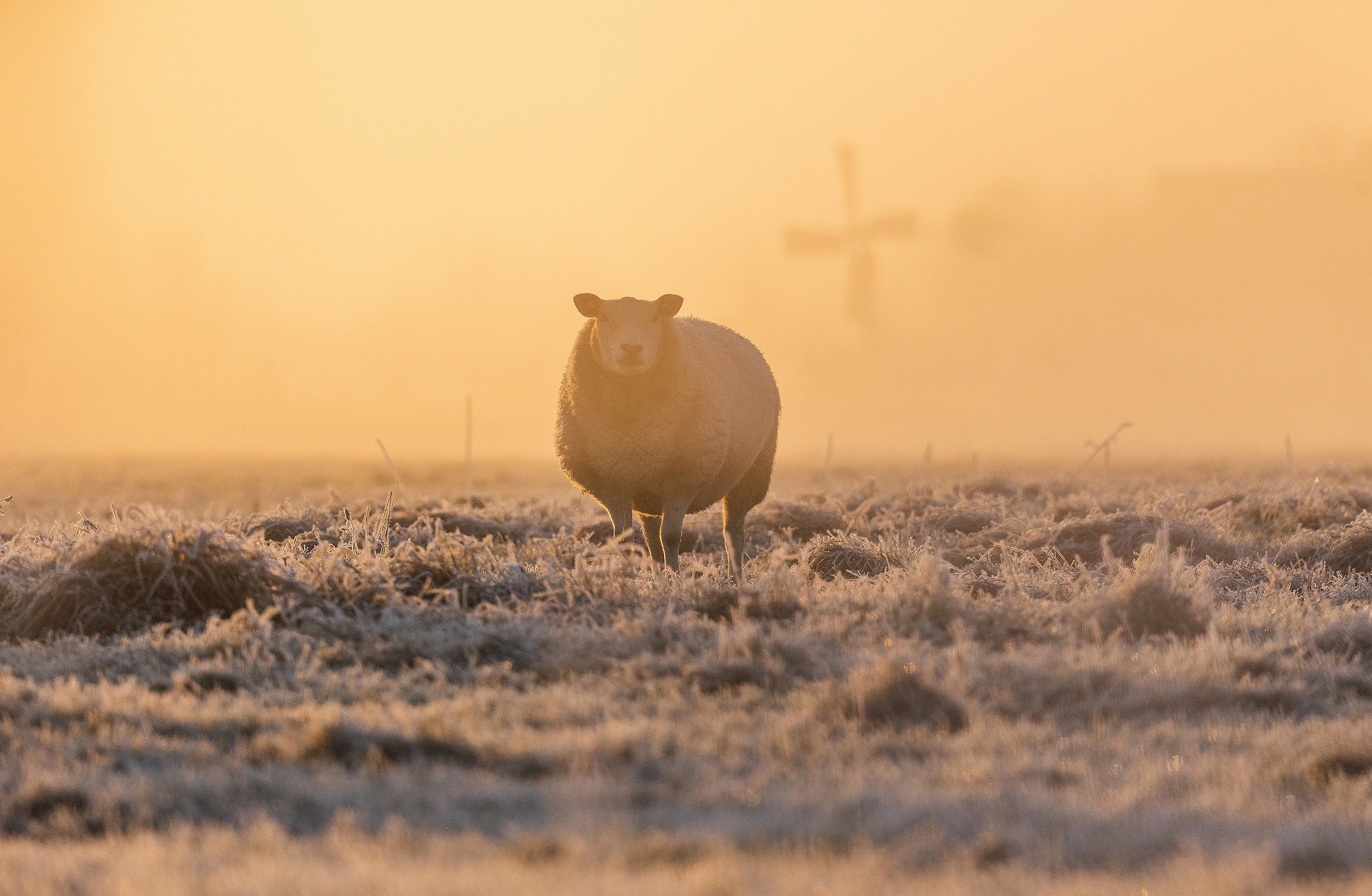 Eerste officiële matige vorst van het najaar gemeten in De Bilt