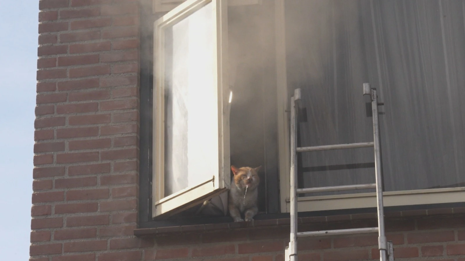 Brand verwoest huis in Helmond: moeder, kind én zeven katten gered