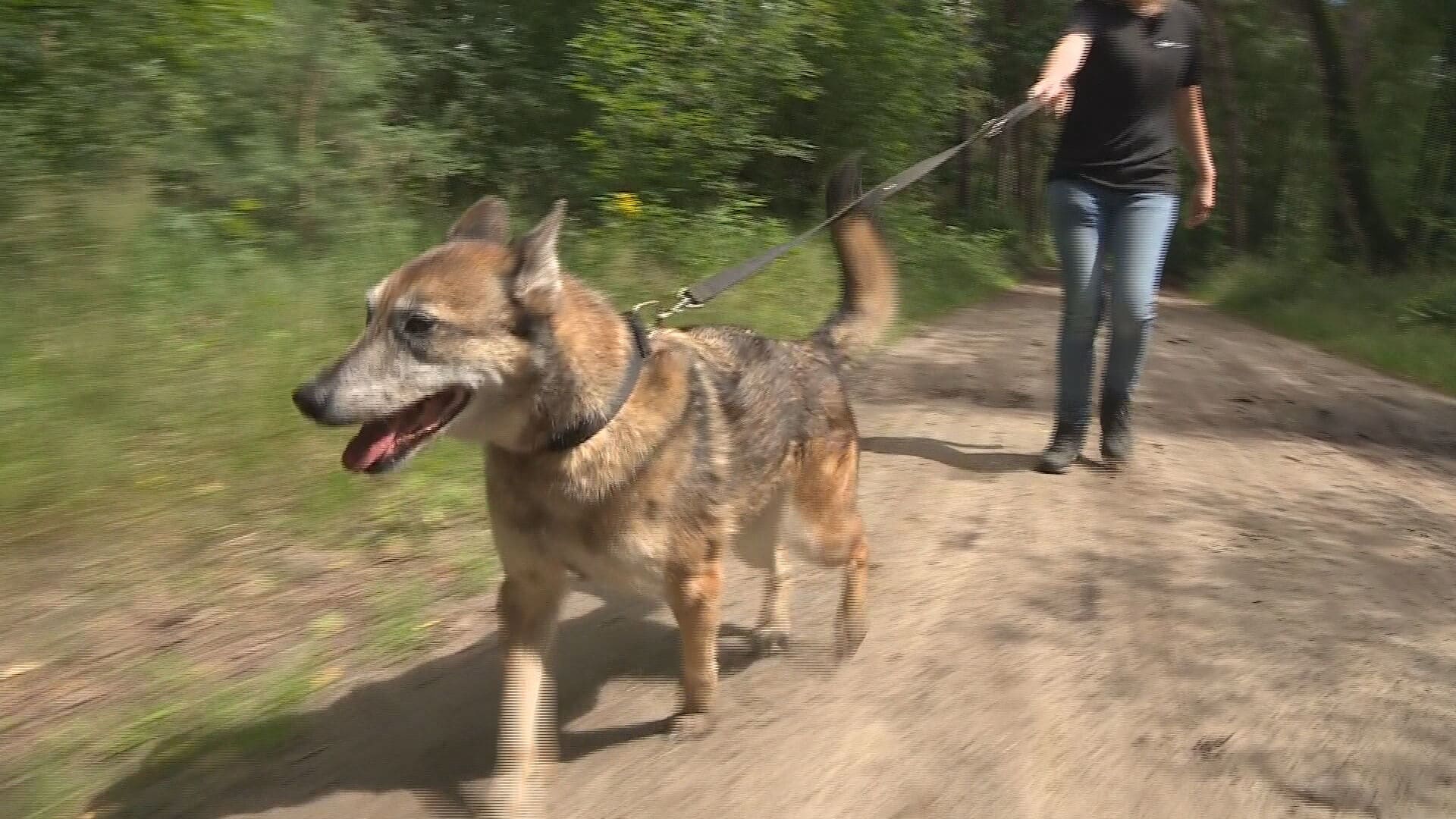 'Zonder Peter R. de Vries had Signi zoekhonden niet meer bestaan'