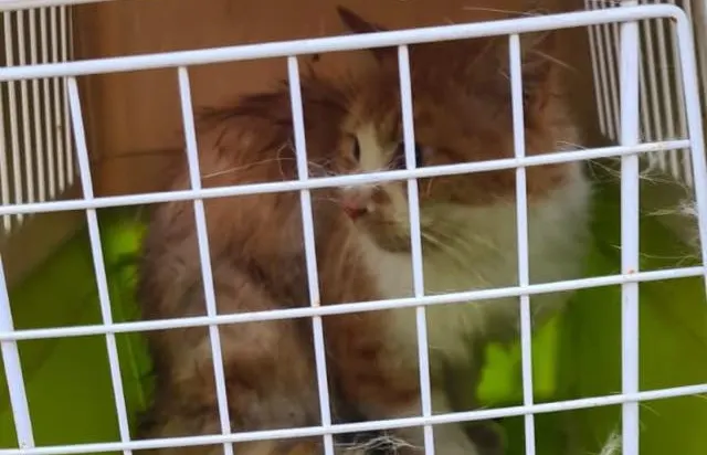 Zeeuwse brandweer rukt uit voor kat op dak, eigenaar spoorloos