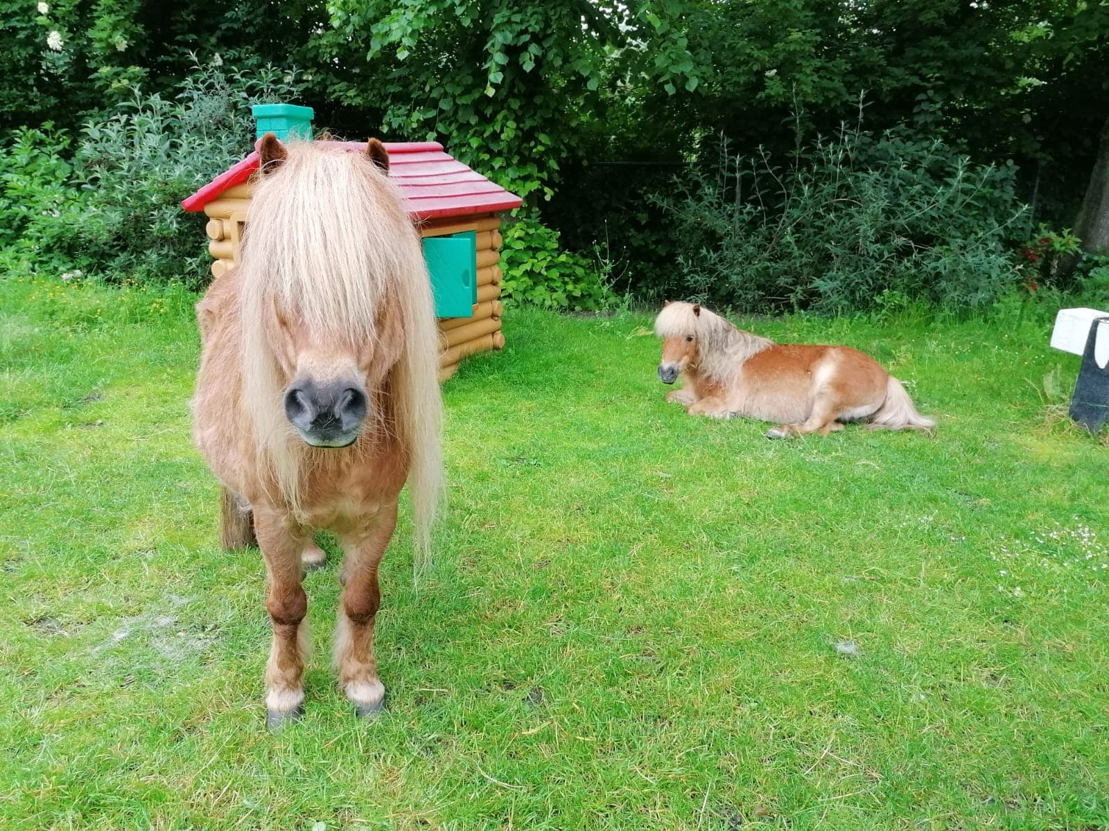 Jonge indringster probeert pony te stelen bij kinderboerderij: 'Rugklachten zijn verergerd omdat ze er op ging rijden'
