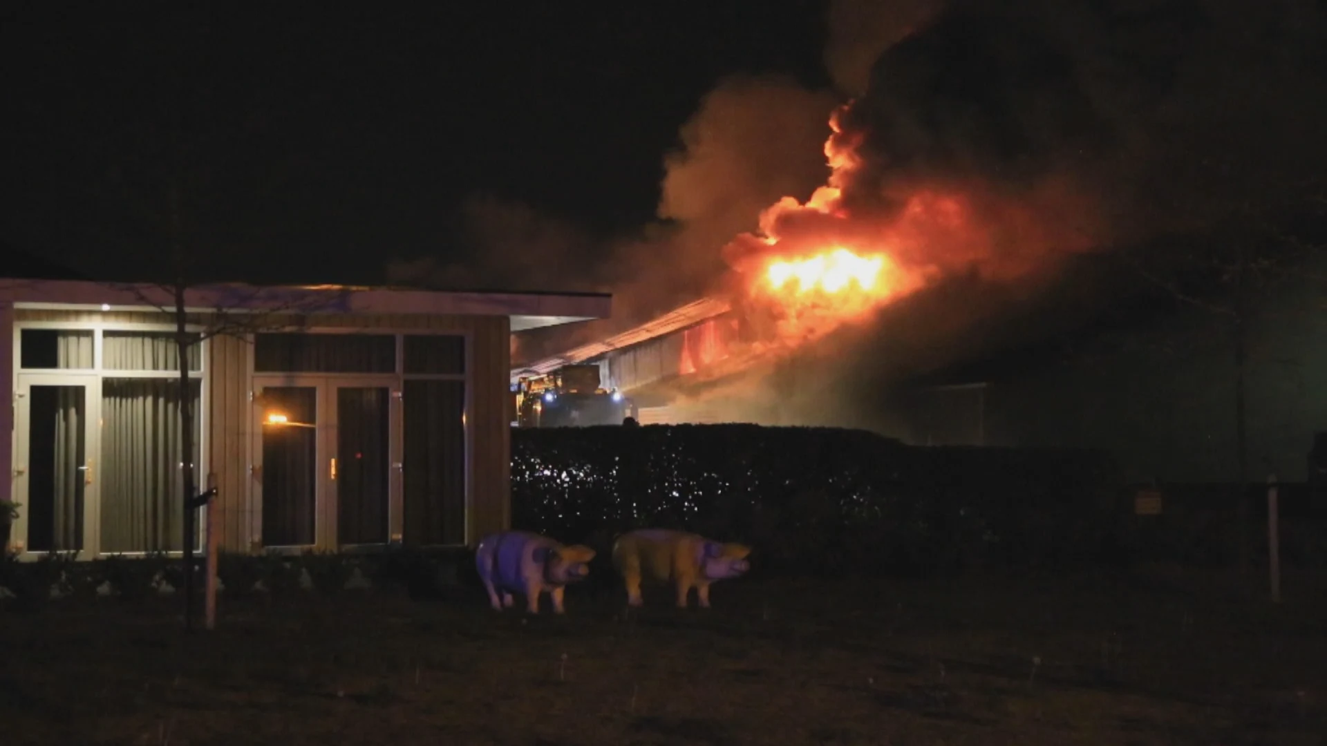 Aangeslagen varkensboer Gerard na stalbrand: 'De dieren liggen erbij alsof ze liggen te slapen'