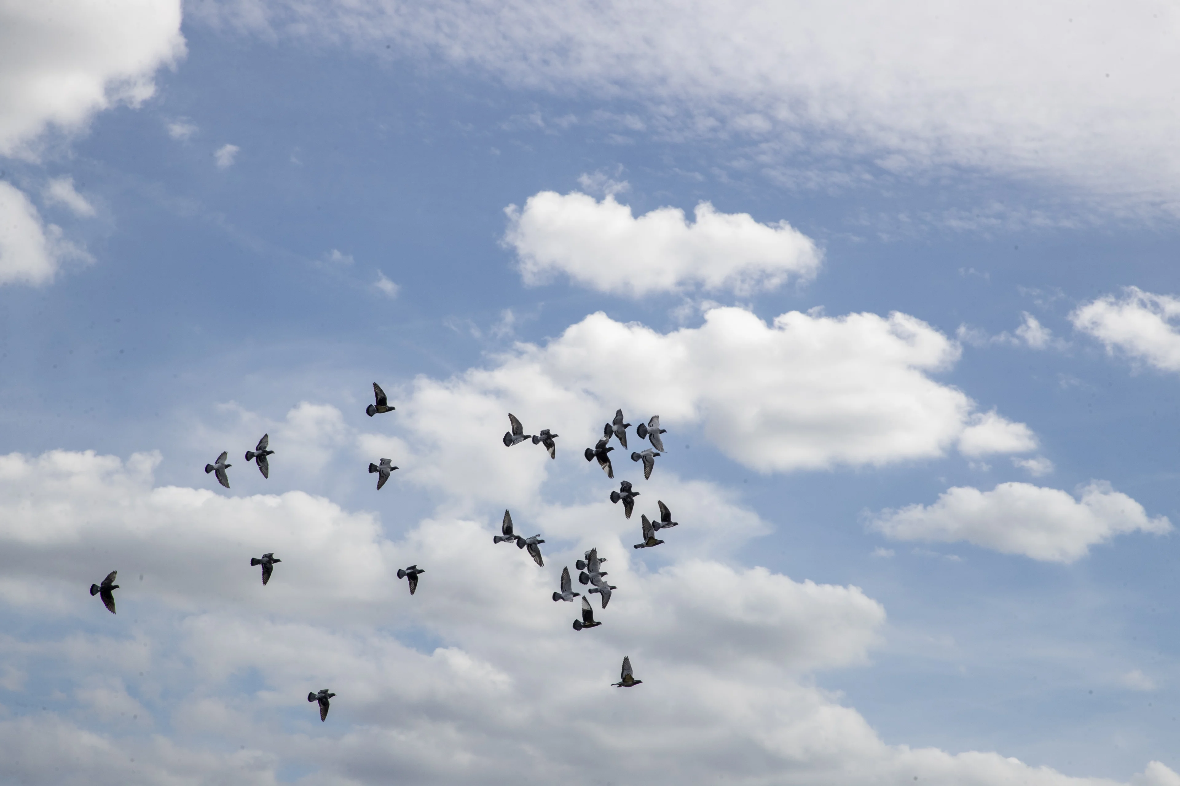 Afgebroken vleugels en andere illegale praktijken bij vogelhandelaars