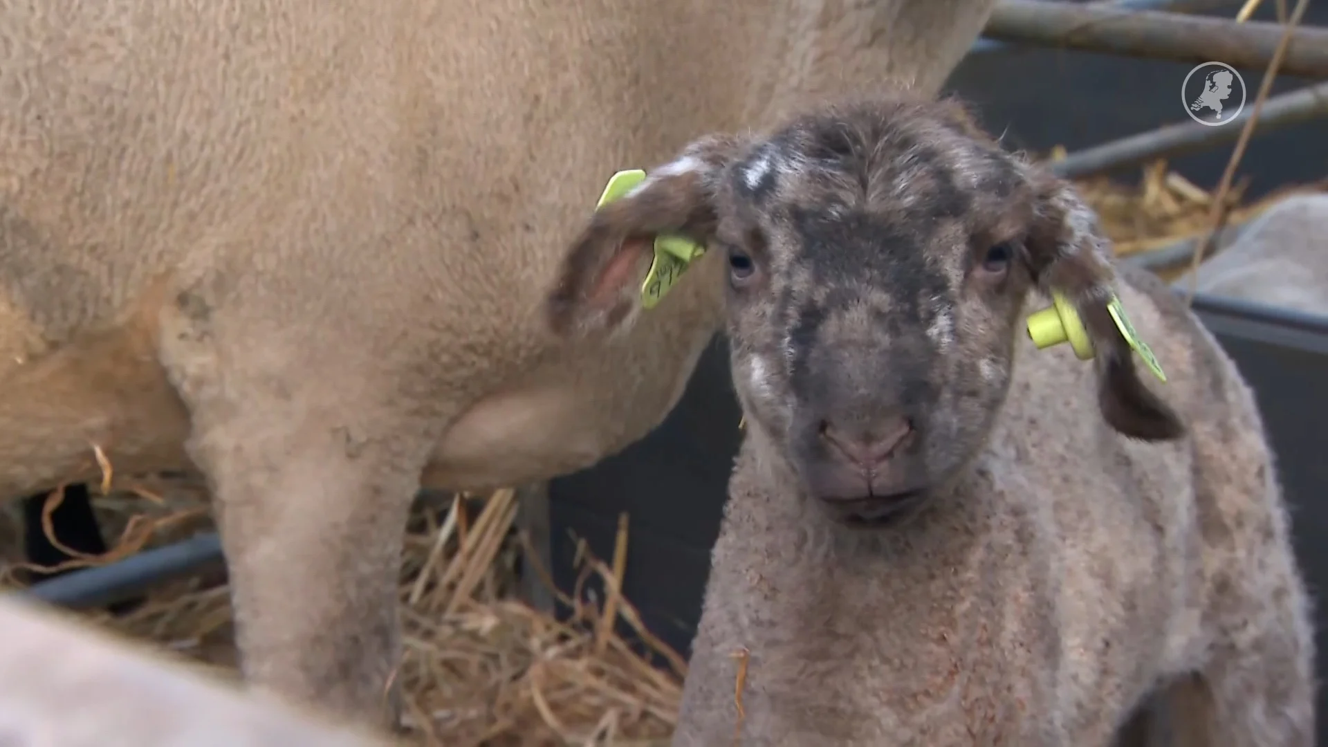 Babyboom bij schapenhouder na zwaar blauwtongjaar