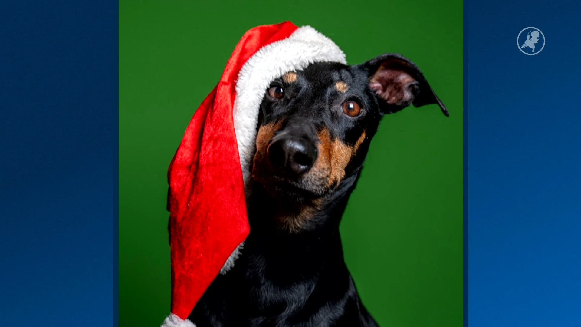 Honden en katten in het asiel krijgen fotoshoot: 'We gunnen ze een fijne plek'