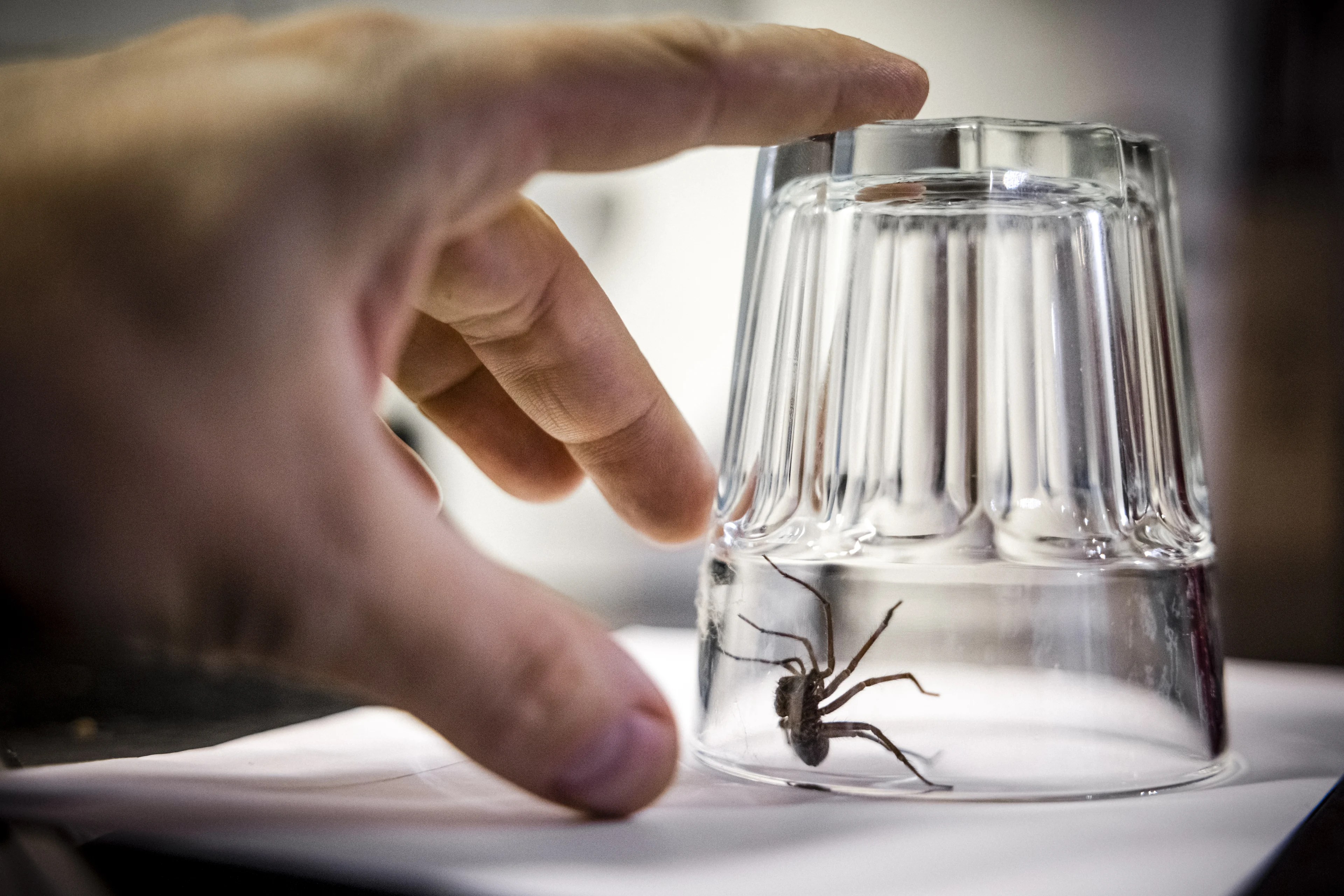 Het spinnenseizoen is begonnen: zo houd je ze buiten de deur