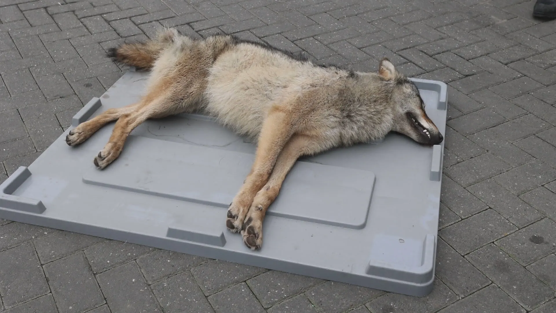 Wolf doodgereden op A2 bij Vught