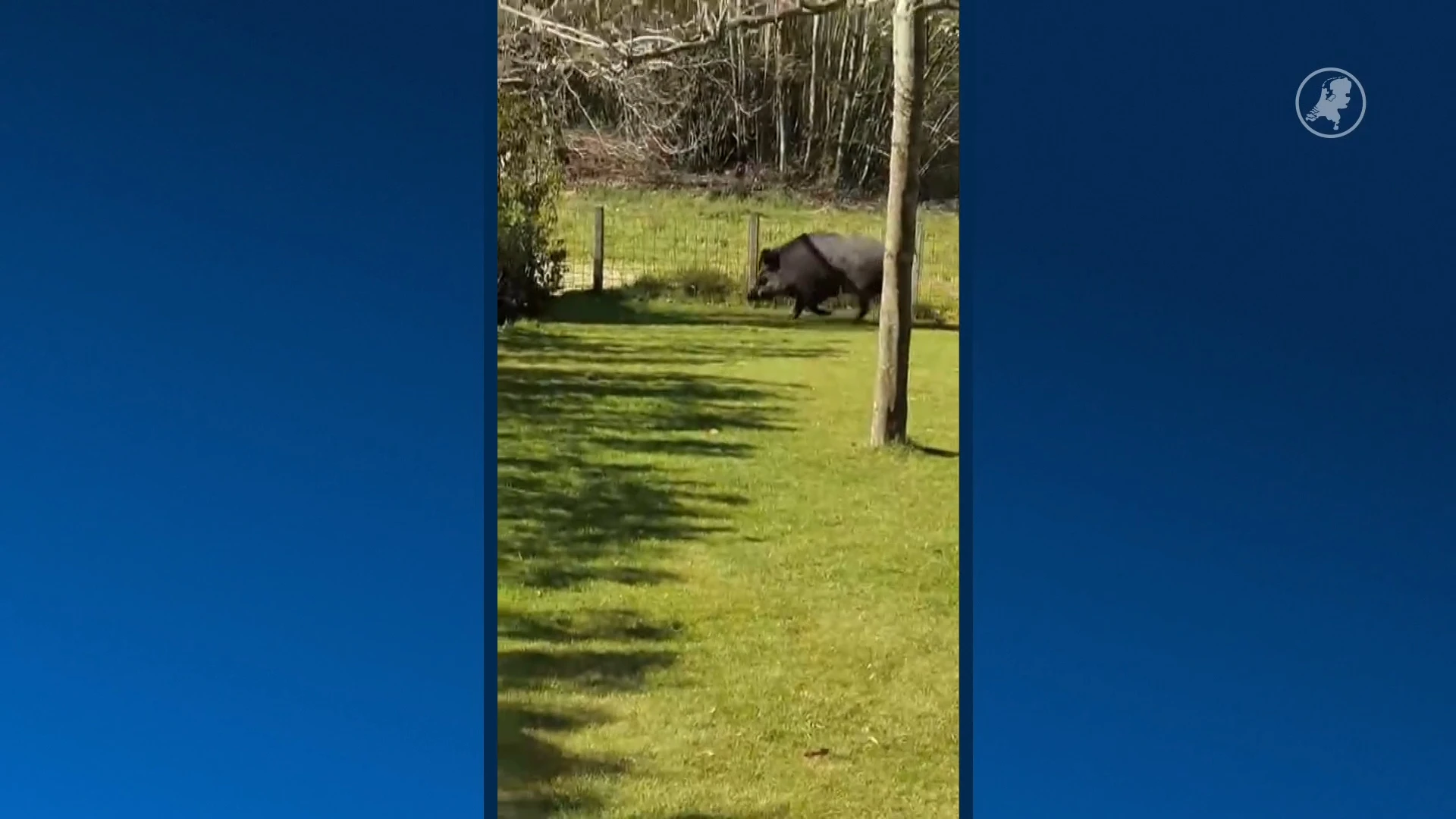 Wild zwijn duikt op in woonwijk: 'Niet aankijken en zeker niet benaderen'