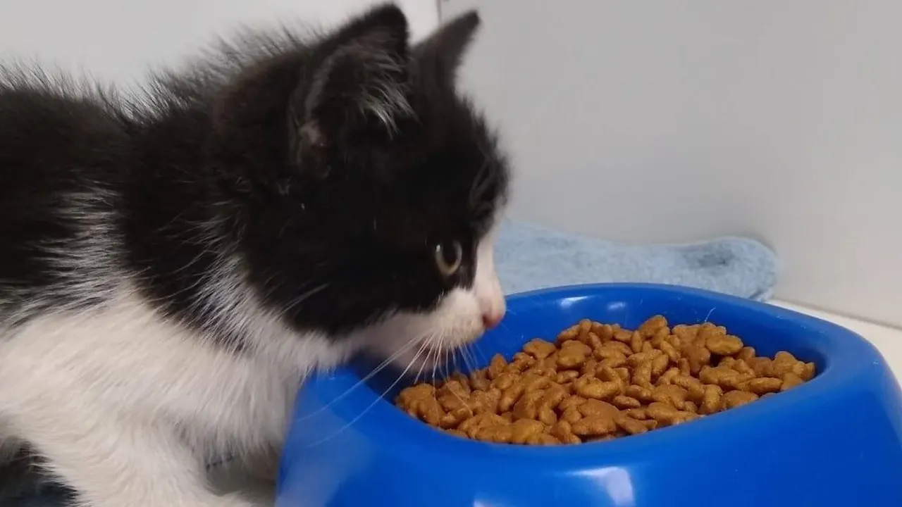 Kitten gedumpt onder viaduct A2: 'Hij was uitgehongerd en compleet doorweekt'