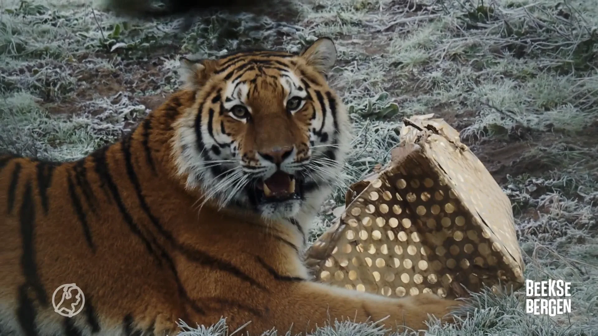 Dieren in Beekse Bergen krijgen bijzonder cadeau van de kerstman