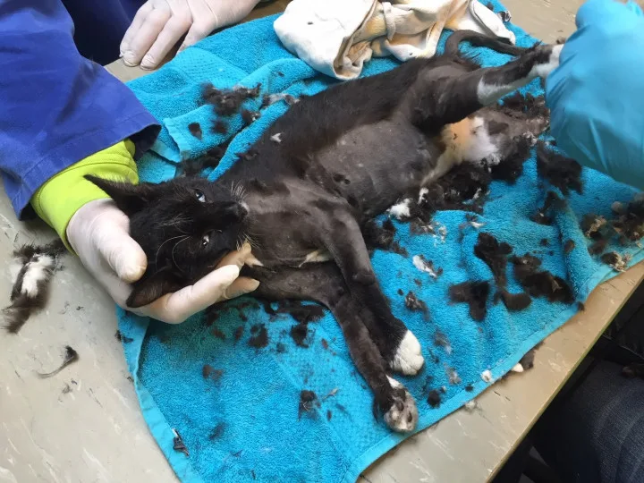 Dierenbescherming: 'Gebruik geen lijmplank tegen ongedierte'