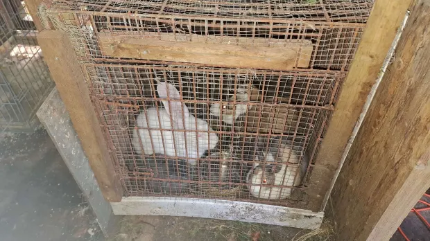 Acht verwaarloosde konijnen gered uit donkere en vervuilde schuur