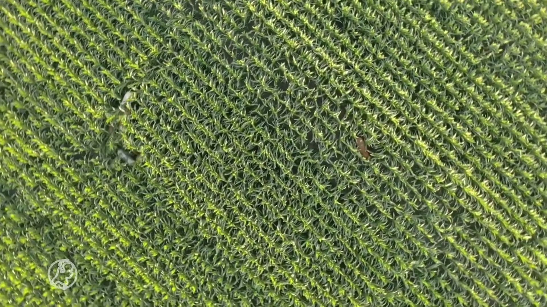 Drentse dronevliegers ontdekken ontsnapte koeien midden in Duits maïsveld