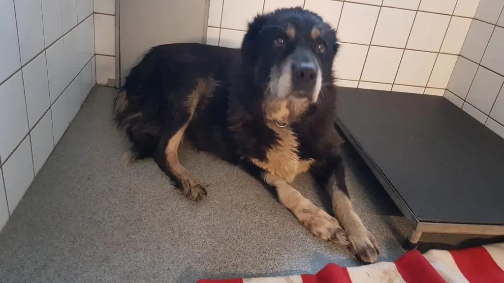 Oudere hond vastgebonden en achtergelaten in Baexem: 'Zo intens triest'