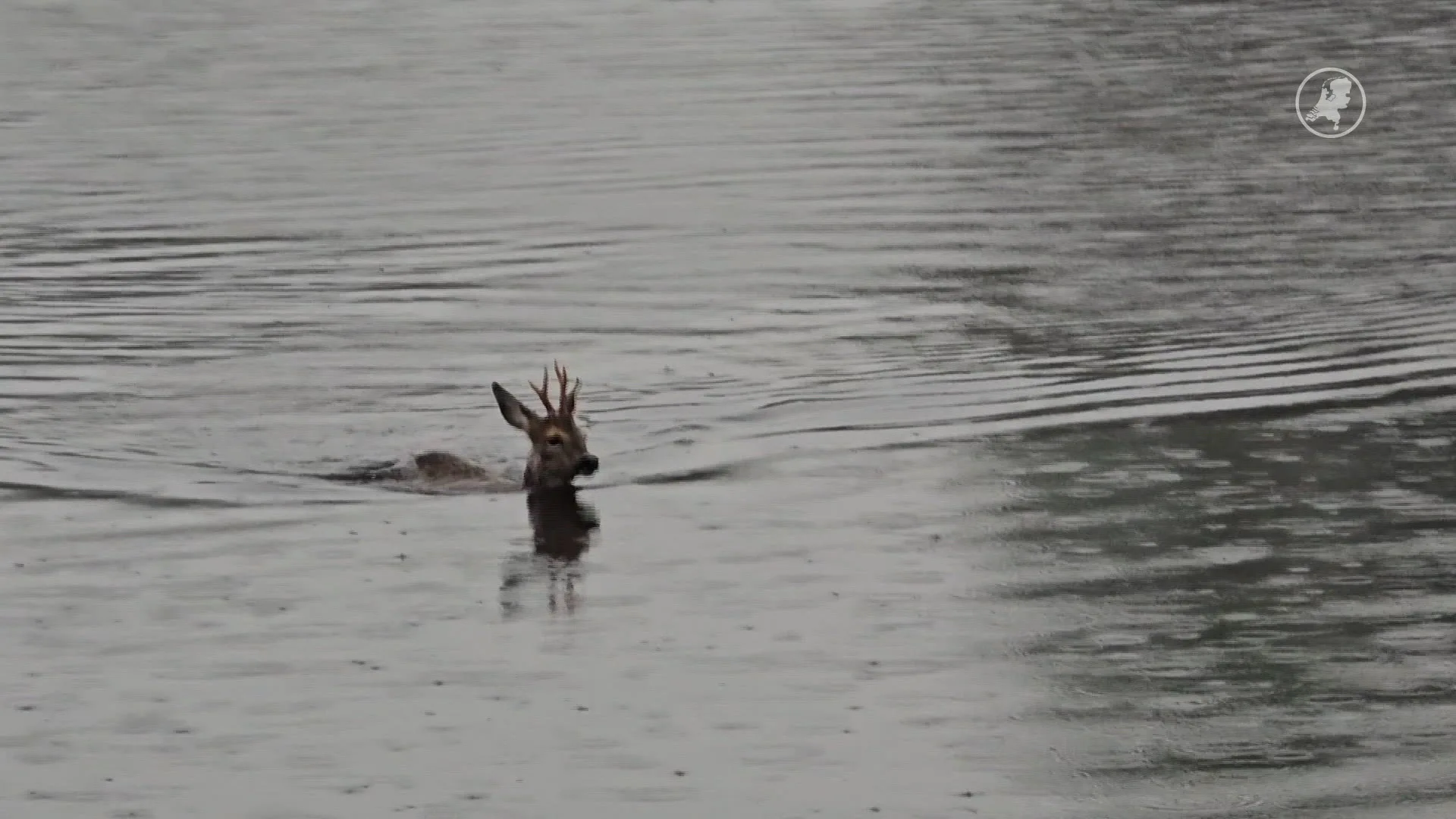 Vissers slaan alarm: reebok op het nippertje uit water gered