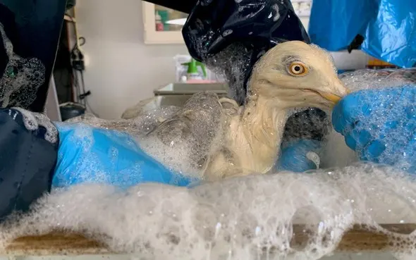 Gulzige meeuw is uit op patat en komt terecht in frituurpan