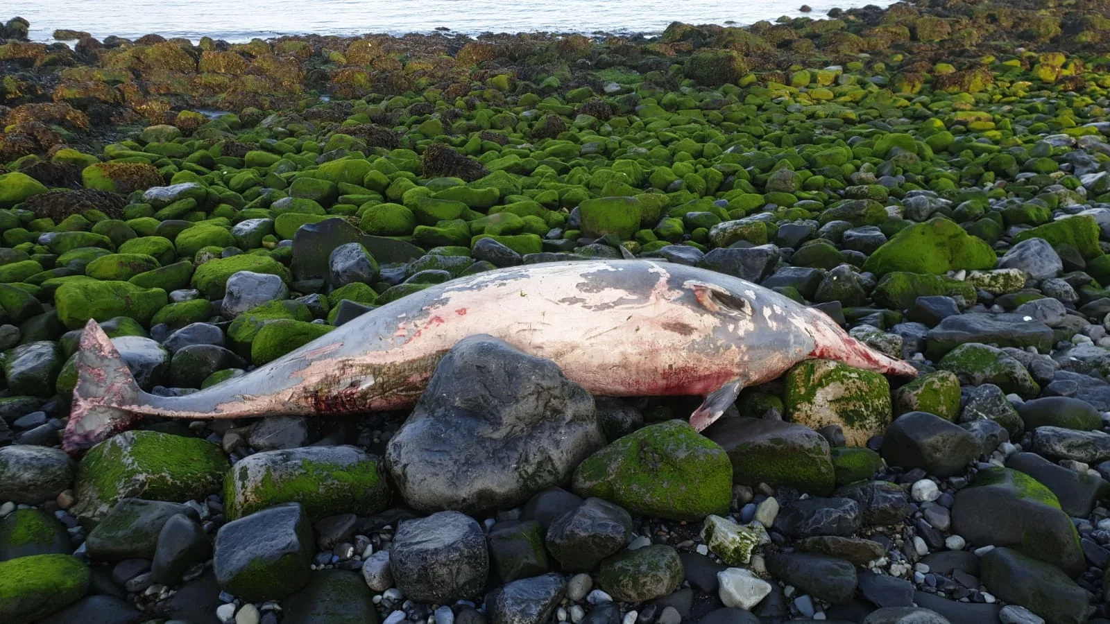 Dode spitssnuitdolfijn gevonden bij Roggenplaat
