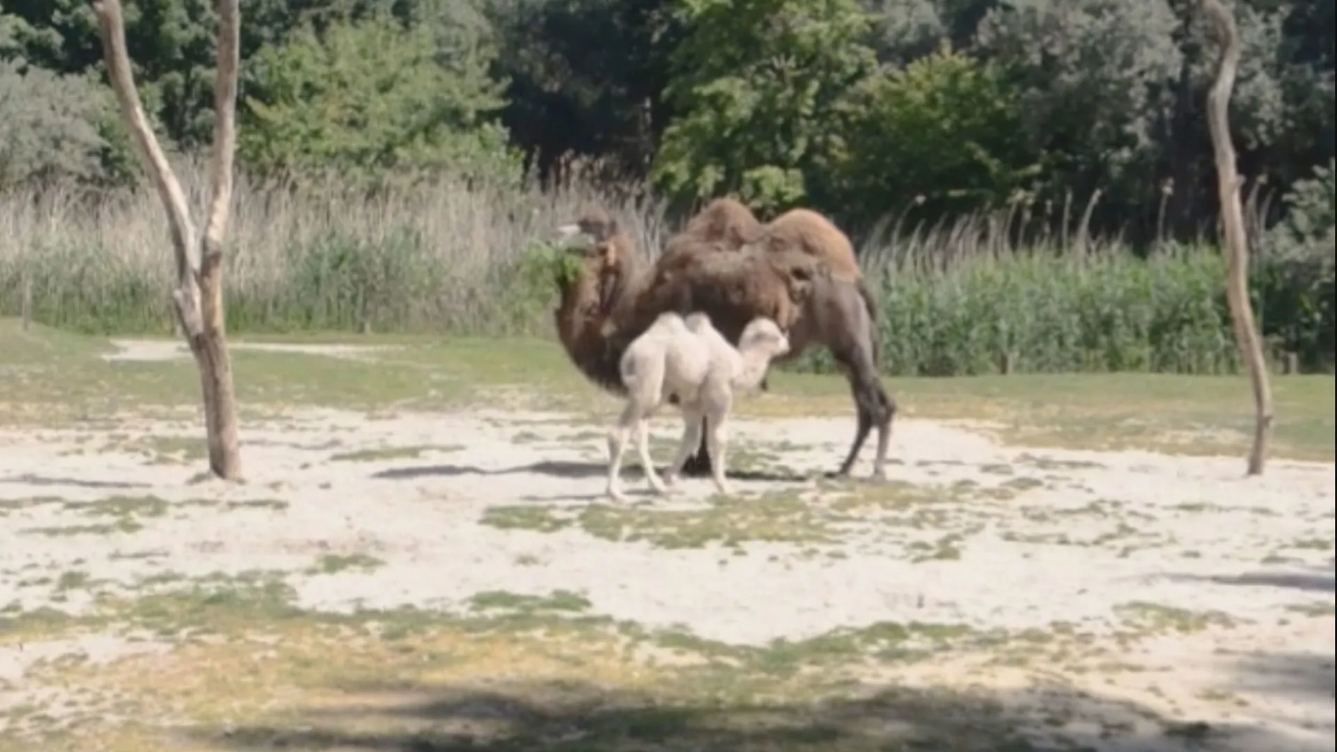 Schattig! Bezoekers in dierentuin Overloon zien hoe kameeltje geboren wordt