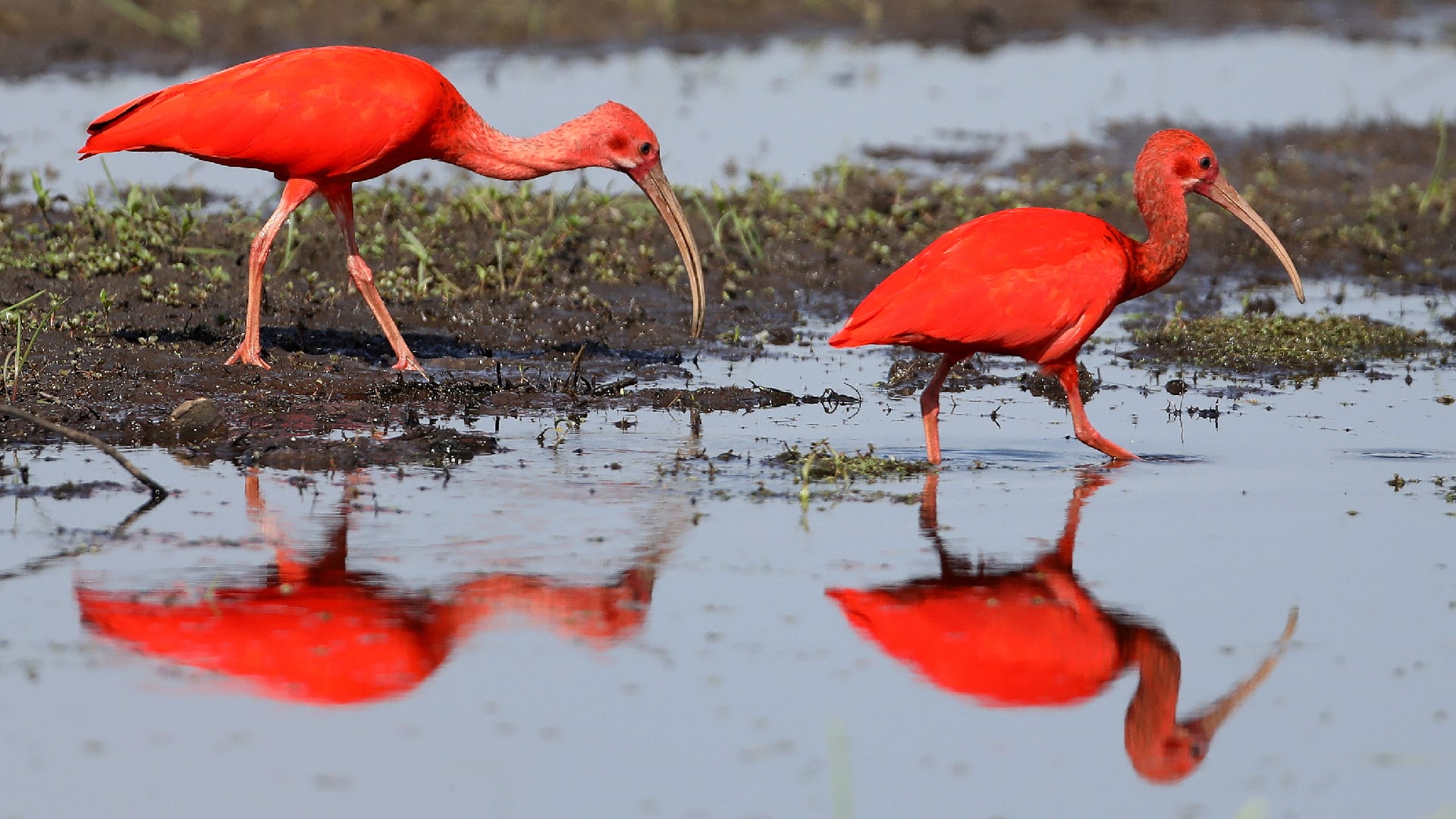 Vogelspotters kunnen geluk niet op: twee rode ibissen gespot in Nederland