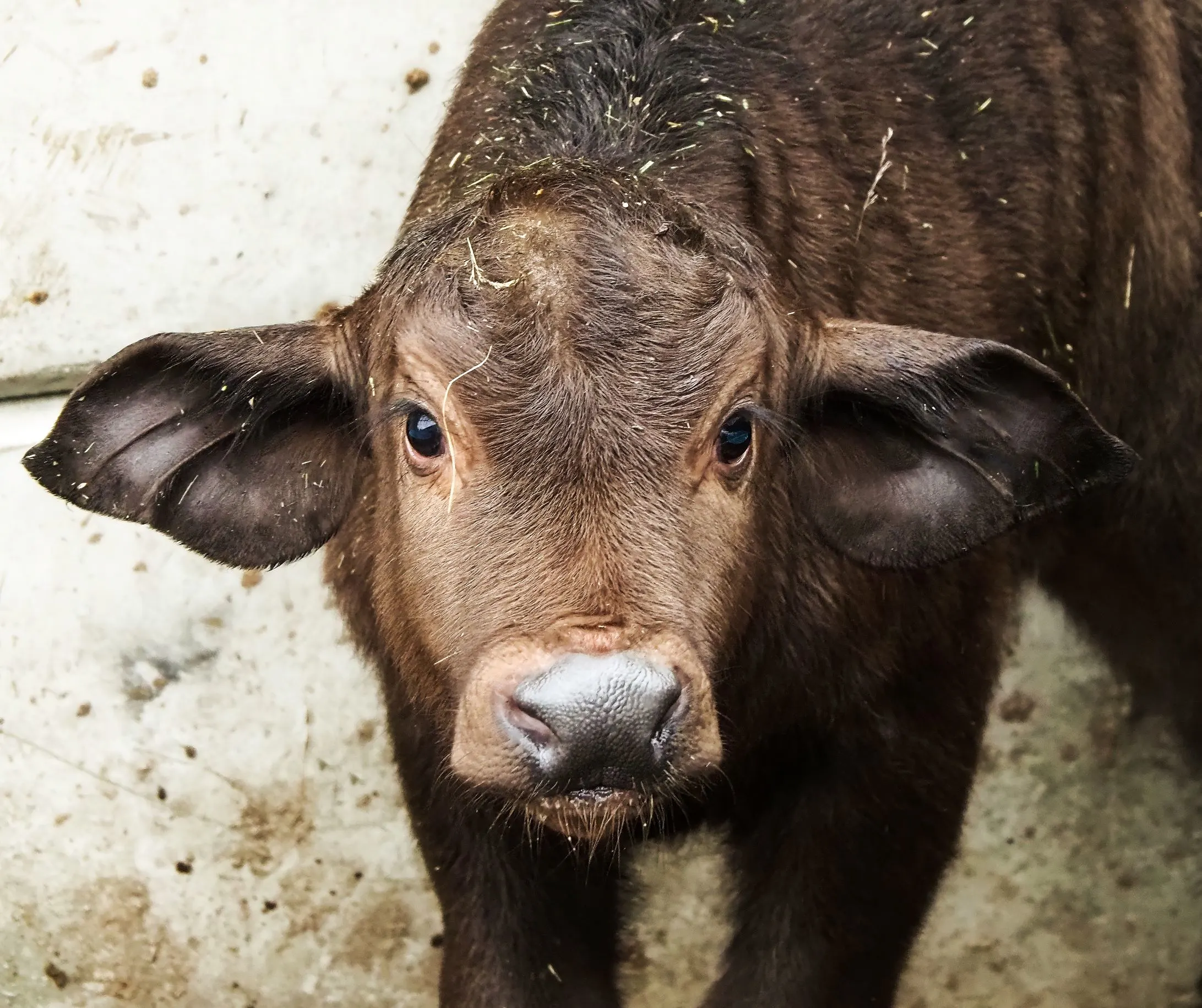 Kaapse buffel Pierre en zwarte paardantilope Luuk geboren in Beekse Bergen