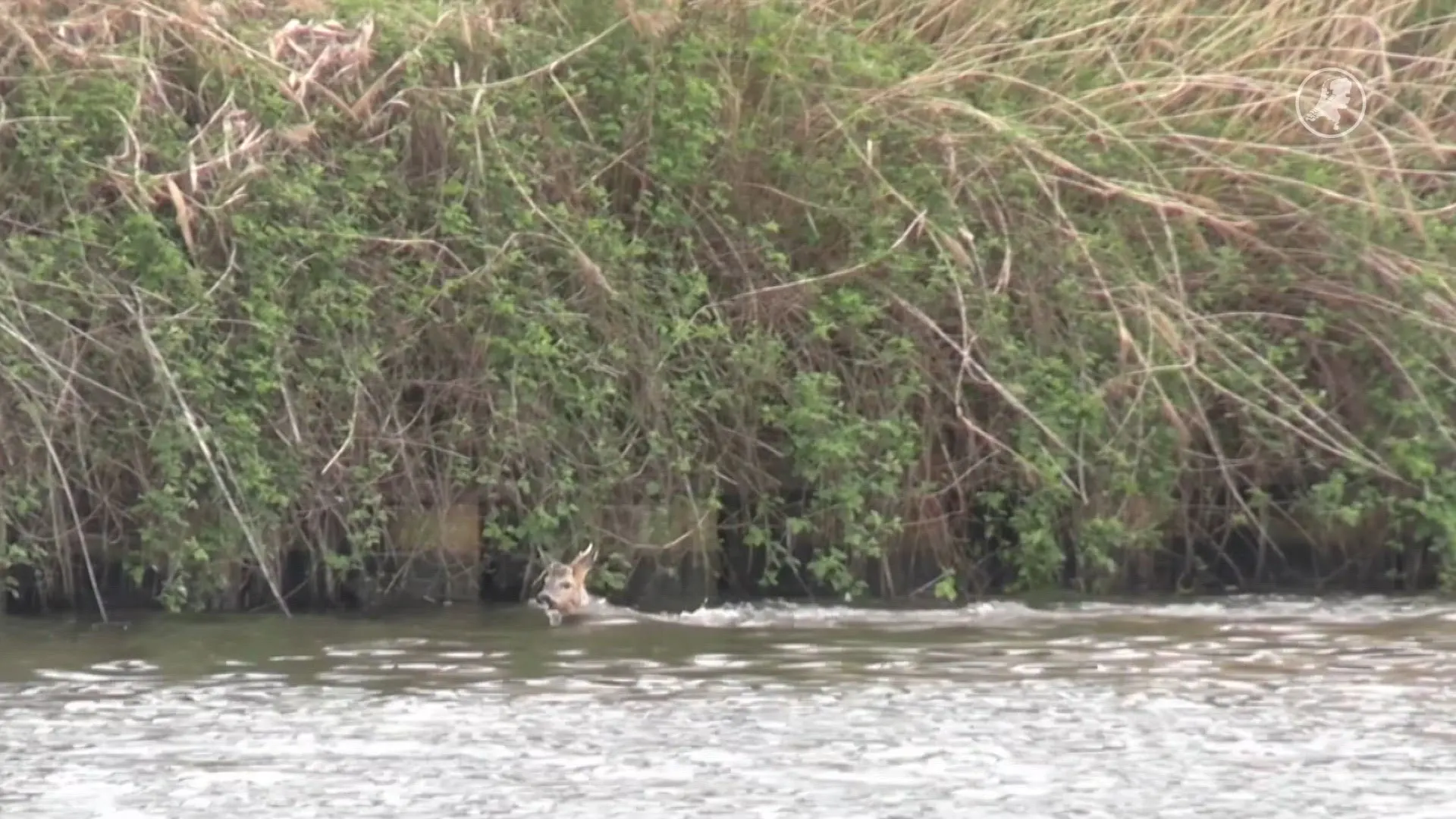 Brandweer redt ree uit Twentekanaal Hengelo