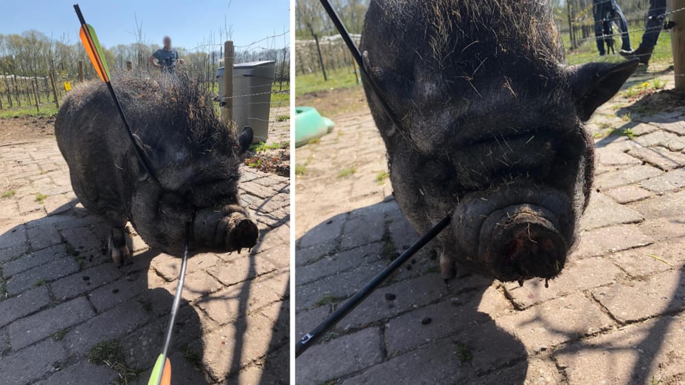 Met pijlen beschoten hangbuikzwijntje Lola is nu blind aan één oog