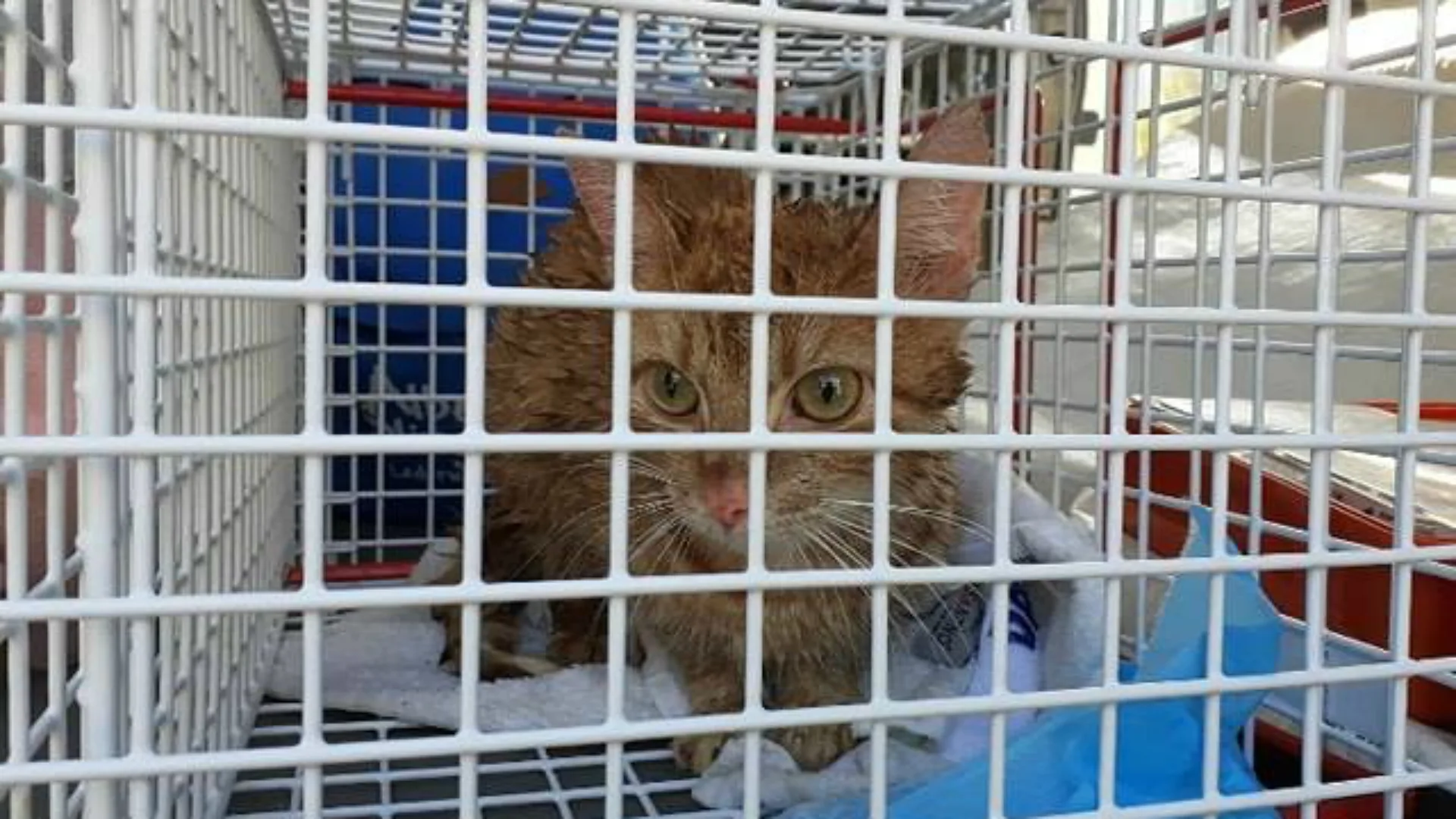 Poes Lucy zat wekenlang klem onder brug: 'We vreesden het ergste'