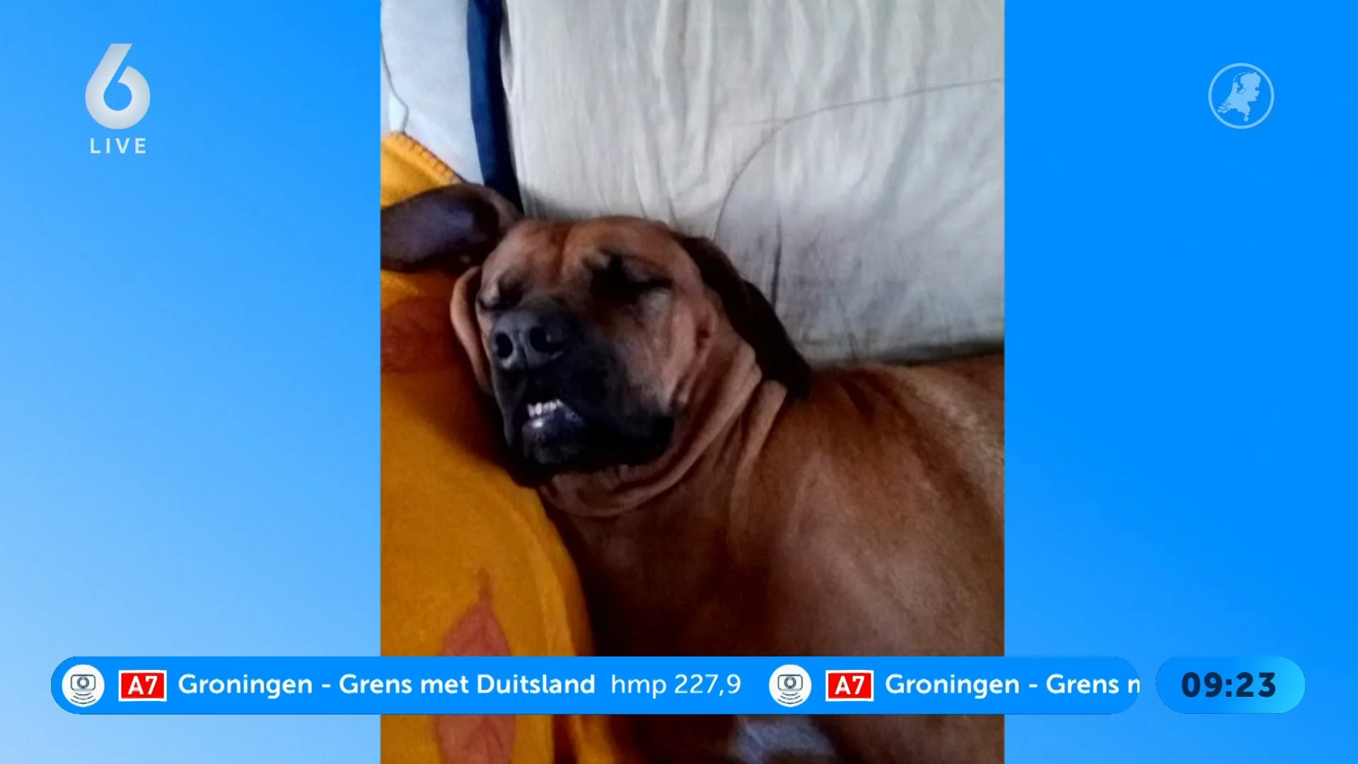 Deze leuke honden hebben wij in huis
