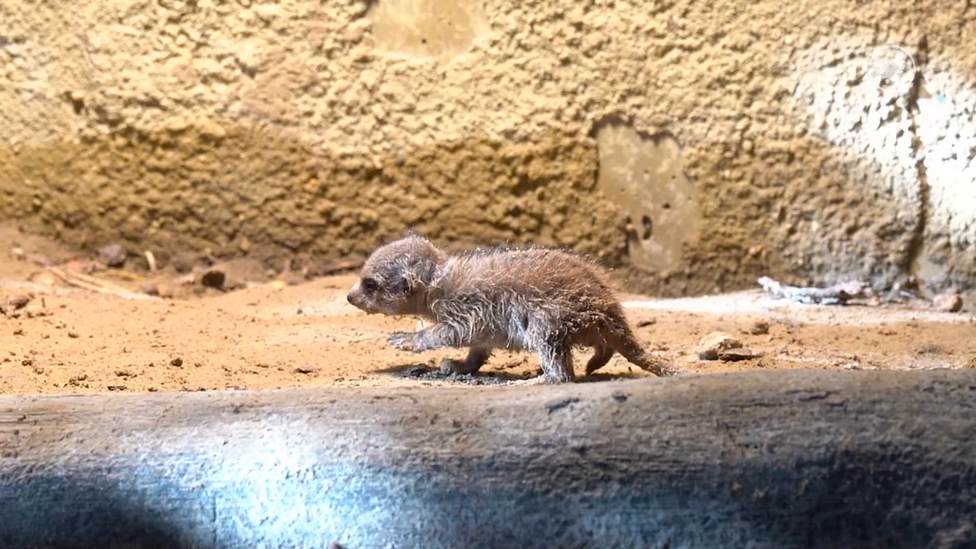 Verrassing in Dierenpark Amersfoort: twee jonge stokstaartjes geboren