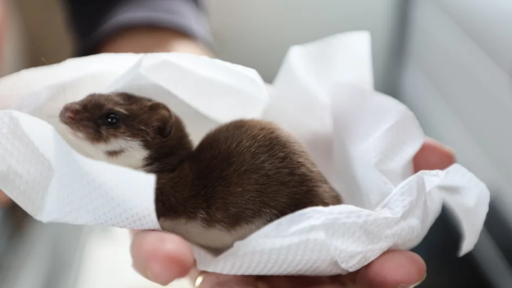 Wezel in veiligheid gebracht na aanval hond in Zoetermeer