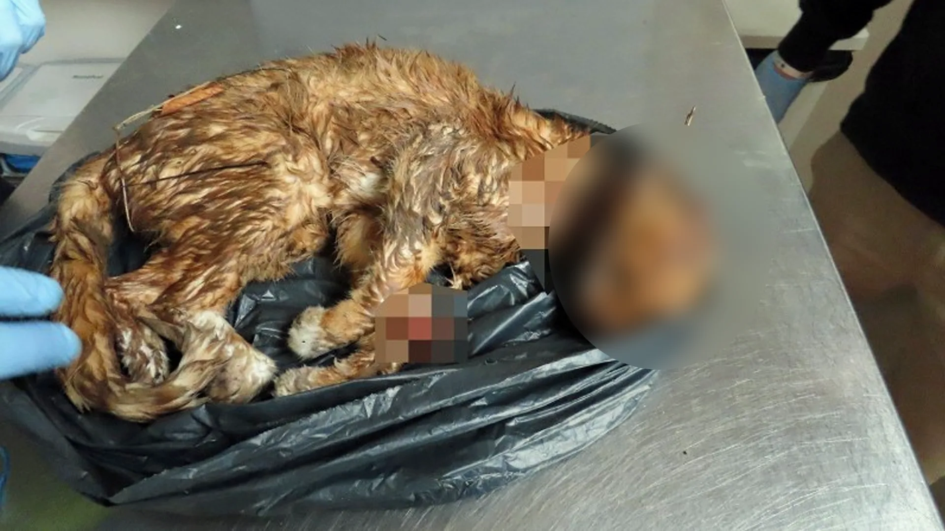 Onthoofde kat gevonden in Amsterdam, getuigen gezocht